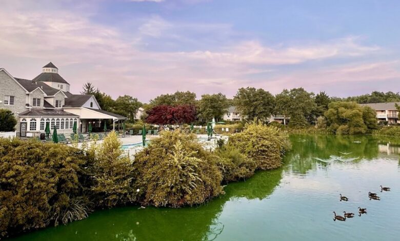 A view of the pond at the apartment building.