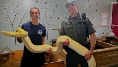 A picture of the male offier and a woman holdiong the snake in a zoo.