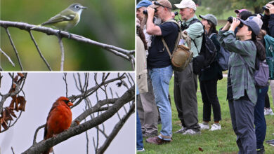 Dip in temperatures to bring pulse of bird migration to NYC