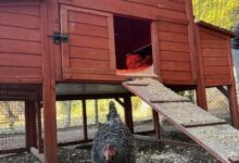 Ellen DeGeneres Taking 'Extreme Measures' to Care for Chickens (EXCL)