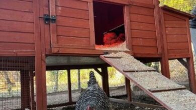 Ellen DeGeneres Taking 'Extreme Measures' to Care for Chickens (EXCL)