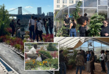 Hippie Oko Farms volunteers to get evicted from NYC plot before they can harvest crops