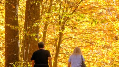 A couple walking on a path through the North Woods at Storm King Art Center during Fall with a backdrop of trees and foliage