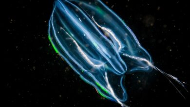 Comb jelly drifting underwater in the St. Lawrence River in Canada