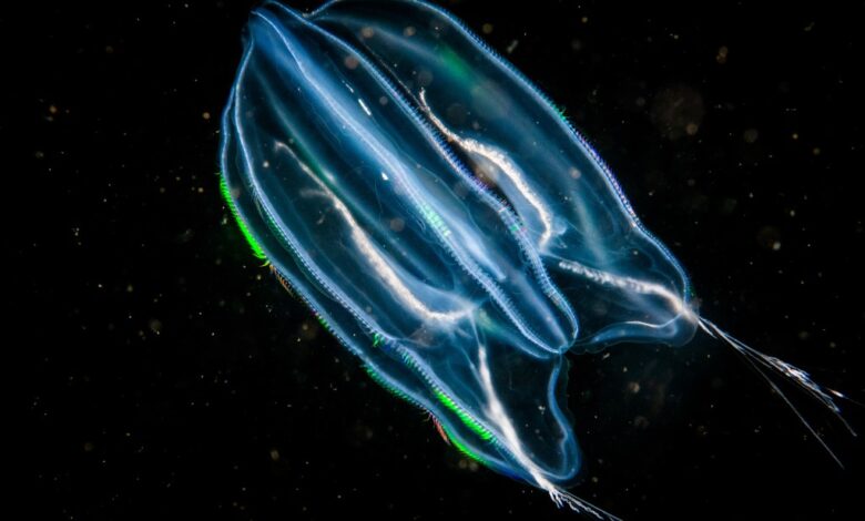 Comb jelly drifting underwater in the St. Lawrence River in Canada