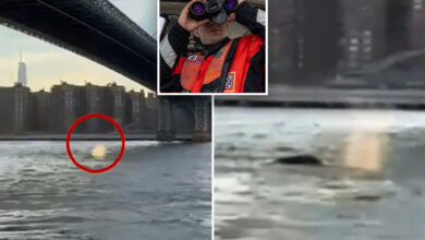 US Coast Guard issues boating alert after East River humpback sighting