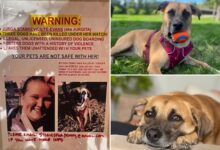 Unlicensed NYC boarder’s business operating despite at least 3 dog deaths: grieving pooch owners