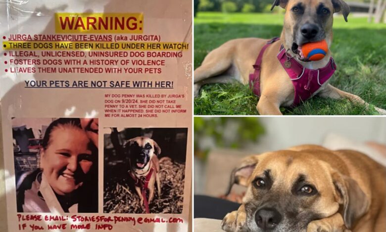 Unlicensed NYC boarder’s business operating despite at least 3 dog deaths: grieving pooch owners