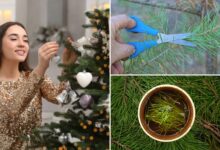 Can you eat leftover Christmas tree? 'Pine needle tea' may boost immune system