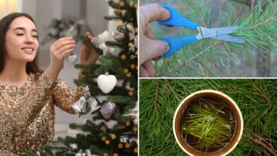 Can you eat leftover Christmas tree? 'Pine needle tea' may boost immune system