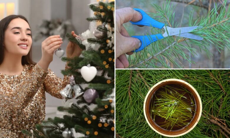 Can you eat leftover Christmas tree? 'Pine needle tea' may boost immune system