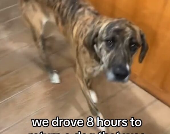 Shelter staff rescuing a stray dog standing on a wooden floor, found 1,200 miles away from home.