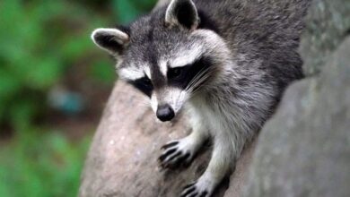 A general view of two baby raccoons as seen in a park in New York, NY on May 29, 2024.