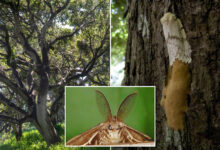 'Gross' moth invasion wreaks havoc on forests — and property values: 'A very bad effect'