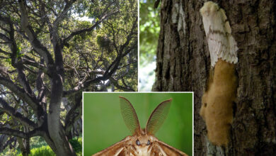 'Gross' moth invasion wreaks havoc on forests — and property values: 'A very bad effect'