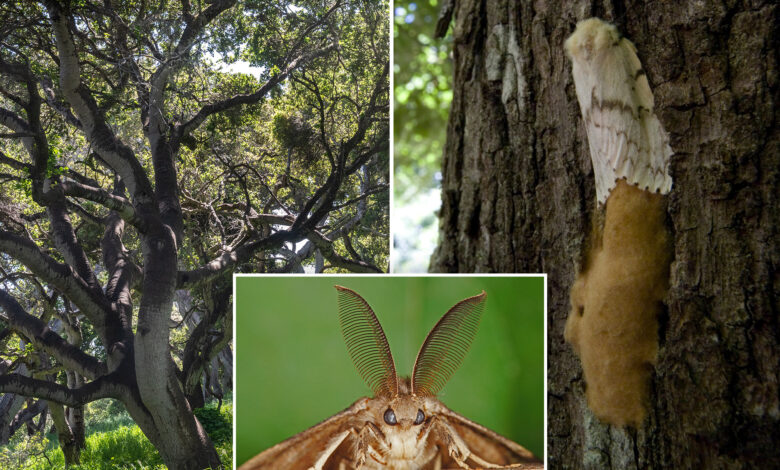 'Gross' moth invasion wreaks havoc on forests — and property values: 'A very bad effect'
