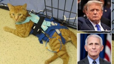 How Donald Trump can cut $20 billion in spending, wipe out Anthony Fauci's leftover bloat — and save animals