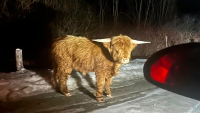A majestic Scottish Highlands bull has been roaming around rural western Connecticut — becoming a fond sight for unsuspecting locals as its owners struggle to corral their prized cattle.