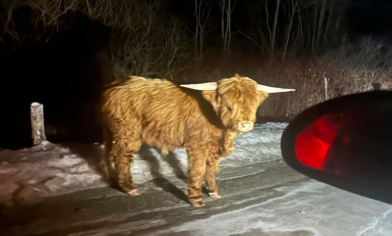 A majestic Scottish Highlands bull has been roaming around rural western Connecticut — becoming a fond sight for unsuspecting locals as its owners struggle to corral their prized cattle.