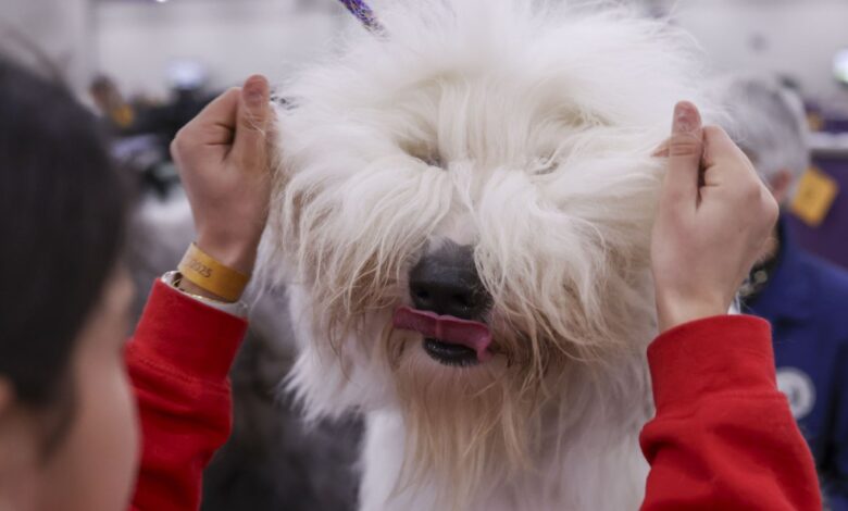 A sheepdog being groomed at the 149th Annual Westminster Kennel Club Dog Show in New York, USA.