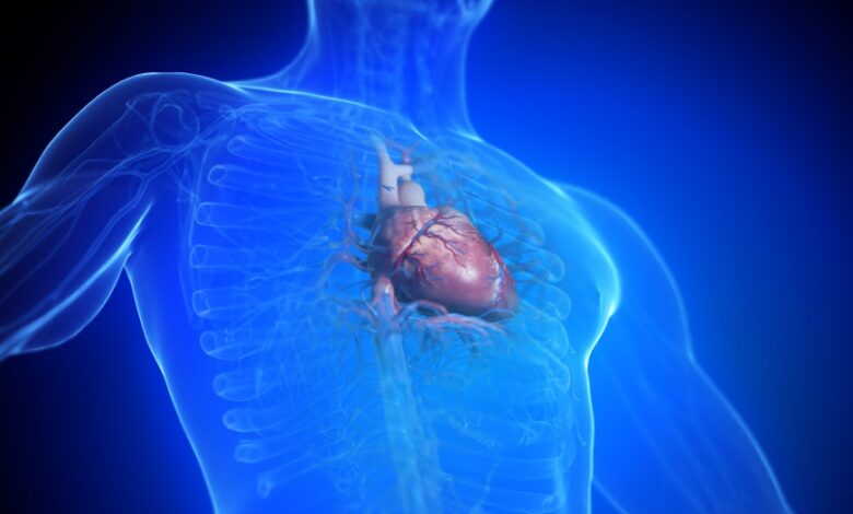 3d image of heart in male body