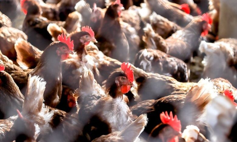 Cleaning up Biden’s bird flu mess falls to Trump