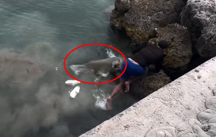 Man in Crocs slipping on a rock and landing on top of a hooked shark in the water