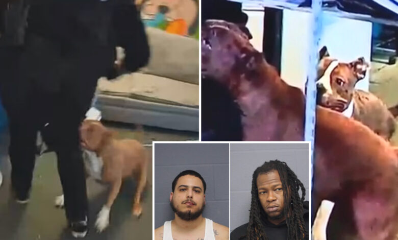 Pit bulls maul Mass. cops during raid at suspected drug den