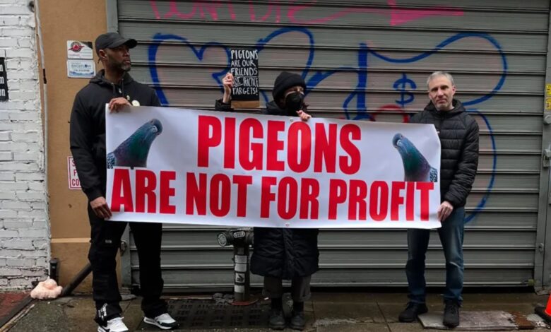 Brooklyn pet store owner accused of kidnapping NYC pigeons, selling them as live shooting targets
