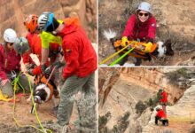 Dog rescued after falling 100 feet into Colorado canyon