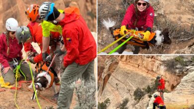 Dog rescued after falling 100 feet into Colorado canyon