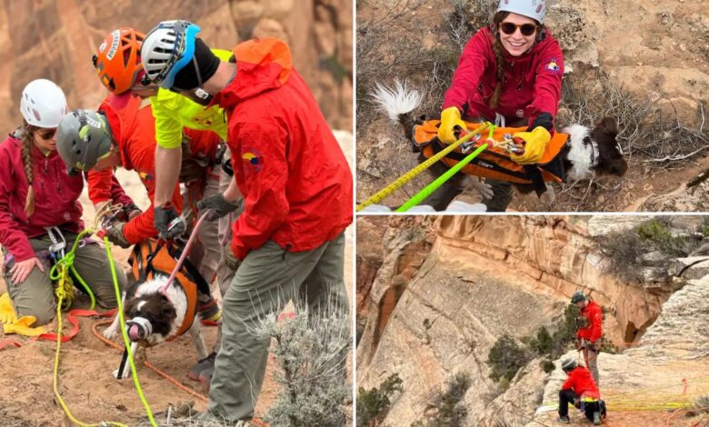Dog rescued after falling 100 feet into Colorado canyon