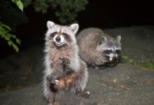 Two raccoons standing on a rock at night in Central Park, New York City, photographed in June 2009.