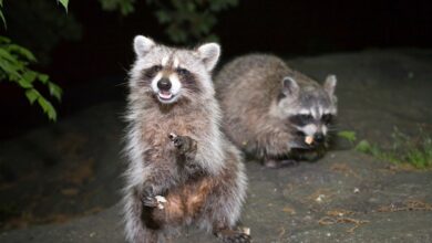 Two raccoons standing on a rock at night in Central Park, New York City, photographed in June 2009.