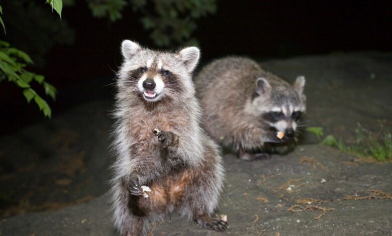 Two raccoons standing on a rock at night in Central Park, New York City, photographed in June 2009.