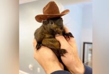 Peanut the squirrel wearing cowboy hat
