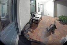 alligators