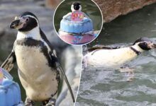 World's oldest penguin celebrates 37th birthday- with cake made of fish