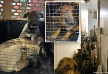 40 Belgian Malinois dogs found crammed in Queens apartment