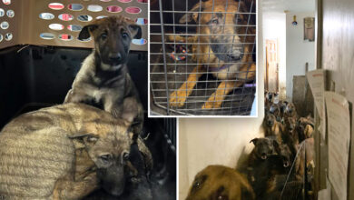 40 Belgian Malinois dogs found crammed in Queens apartment