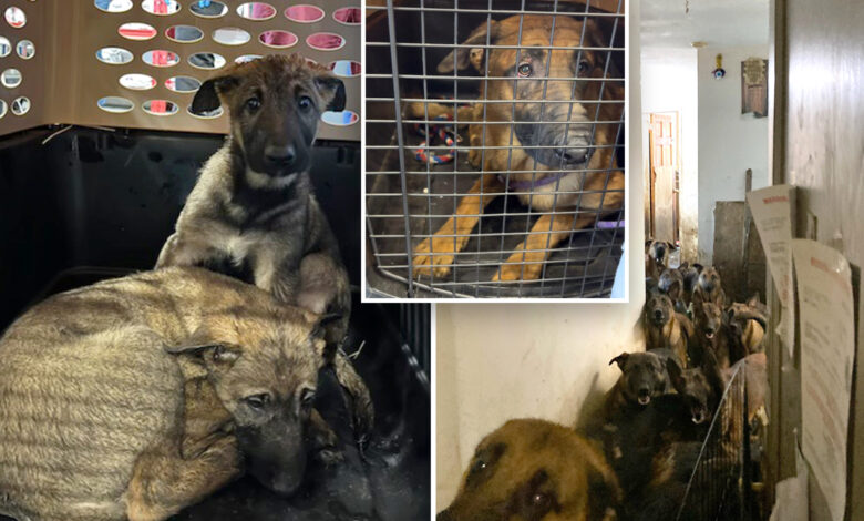 40 Belgian Malinois dogs found crammed in Queens apartment