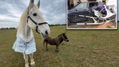 Arthur, the NYC carriage horse who famously crashed into two cars, has died after happy retirement