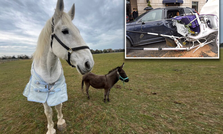 Arthur, the NYC carriage horse who famously crashed into two cars, has died after happy retirement