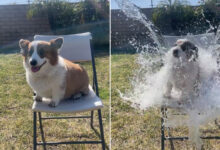 Dog owners slammed over 'cruel' new viral trend