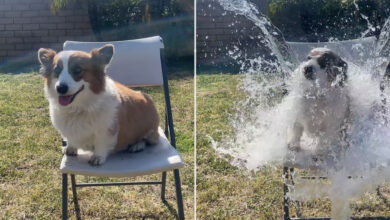 Dog owners slammed over 'cruel' new viral trend