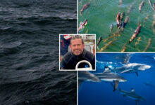 Earth's oceans are growing darker, threatening marine life worldwide: study