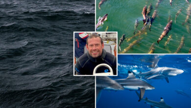 Earth's oceans are growing darker, threatening marine life worldwide: study