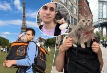 Illinois pet owner Lazar Joksimovic paid $23,000 for his two cats to travel the world