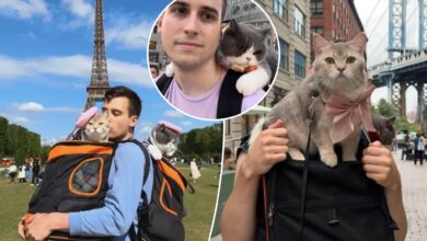 Illinois pet owner Lazar Joksimovic paid $23,000 for his two cats to travel the world