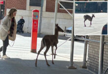Injured deer wanders onto Upper West Side, stunning passers-by